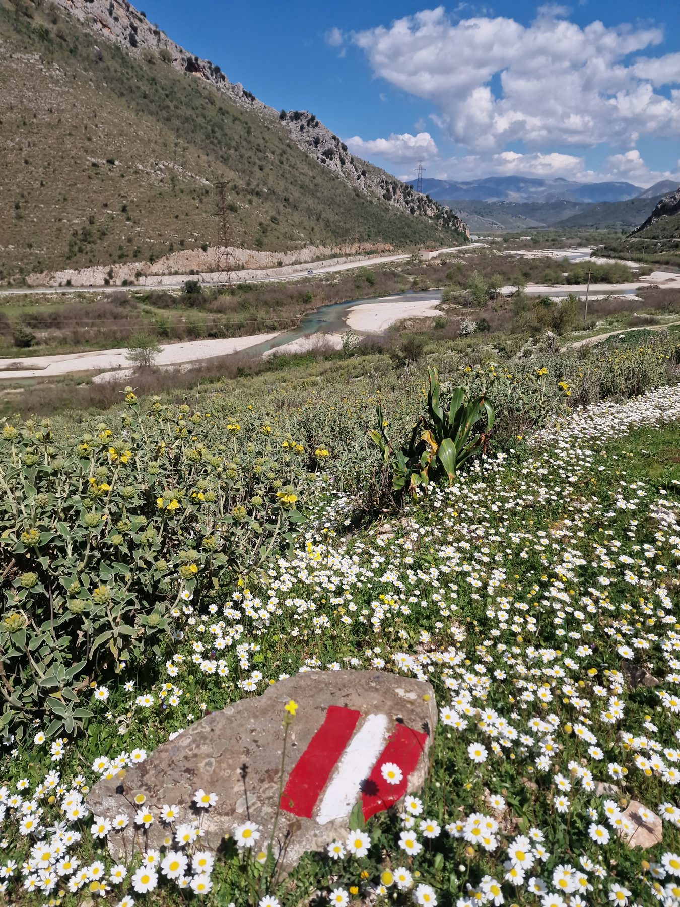 Daisies and waymarks along the river valley