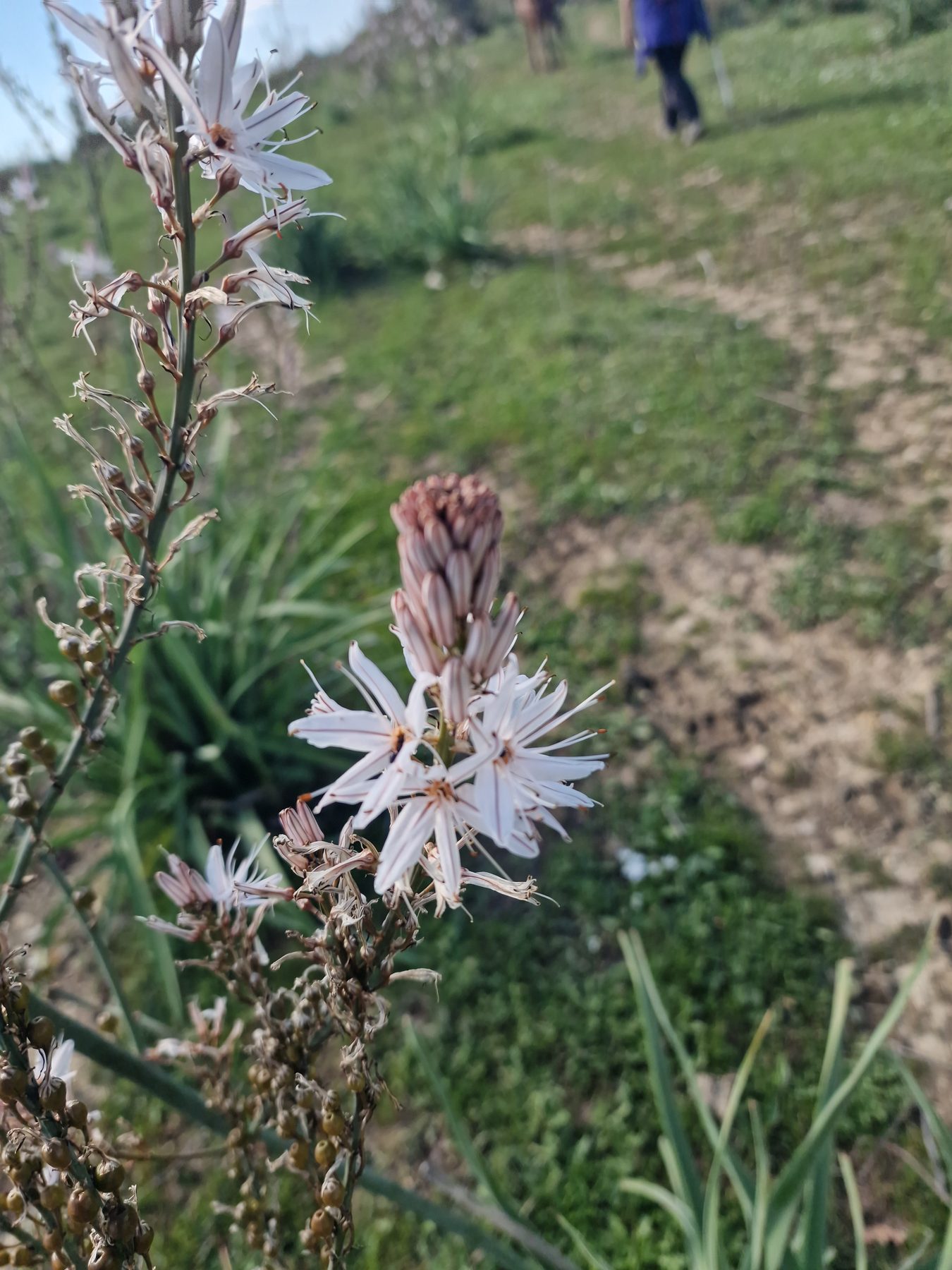 Wild asphodel in bloom