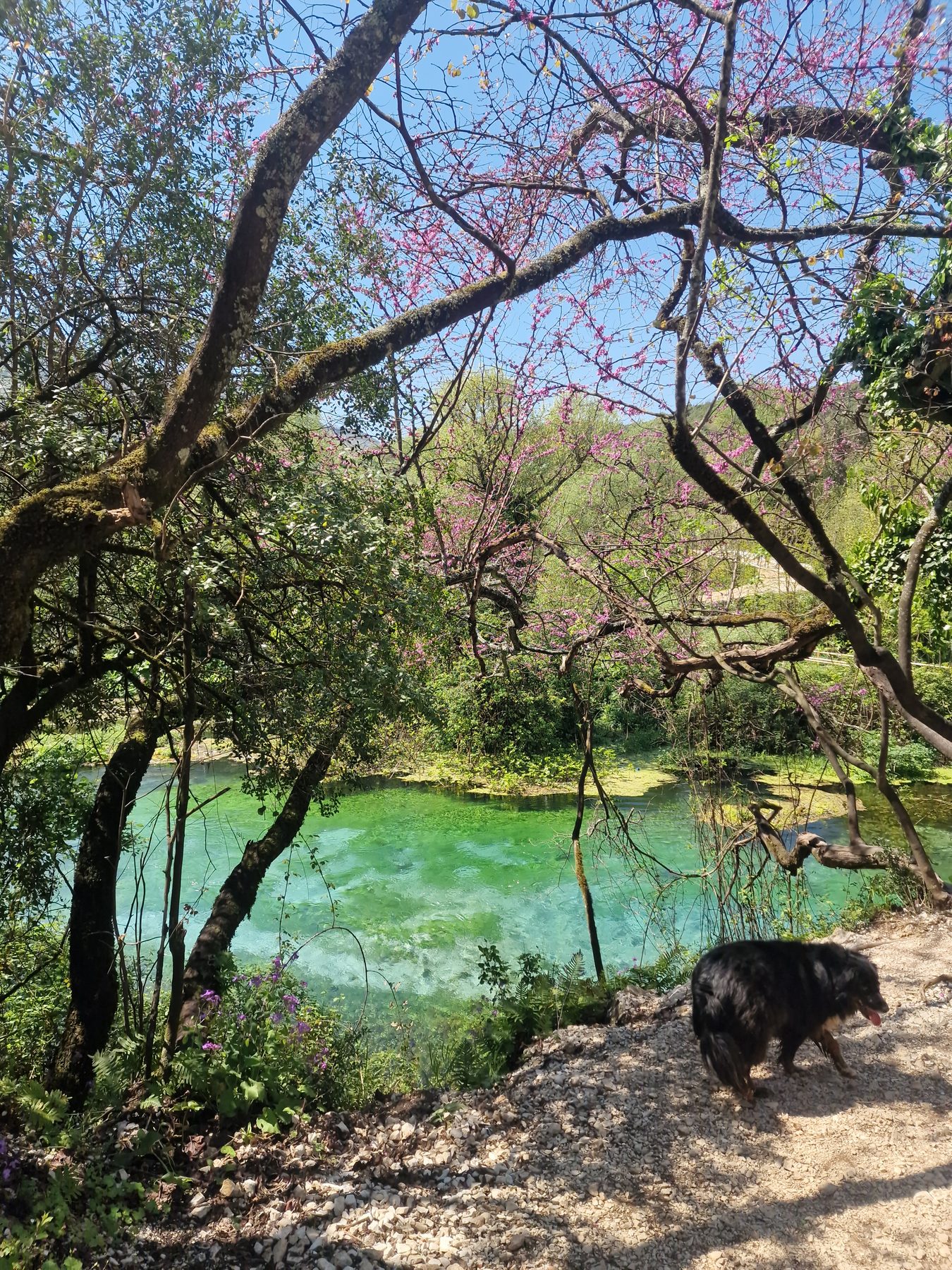 Turquoise water through the trees