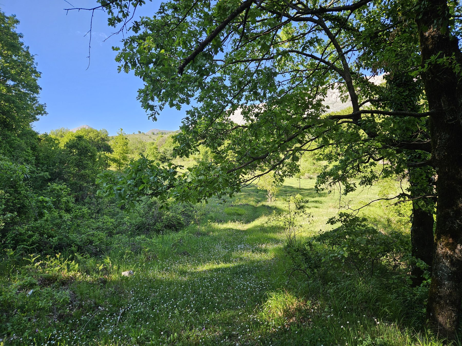 Light through the beech forest