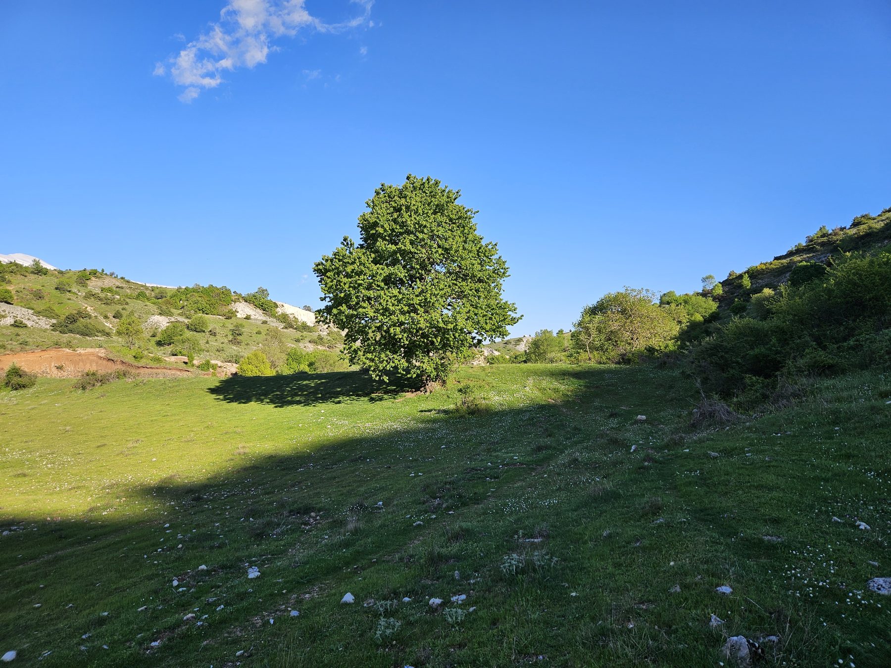 A lone tree in a high meadow