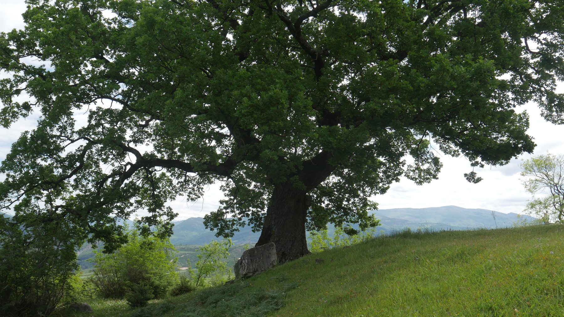 A lone oak above the valley