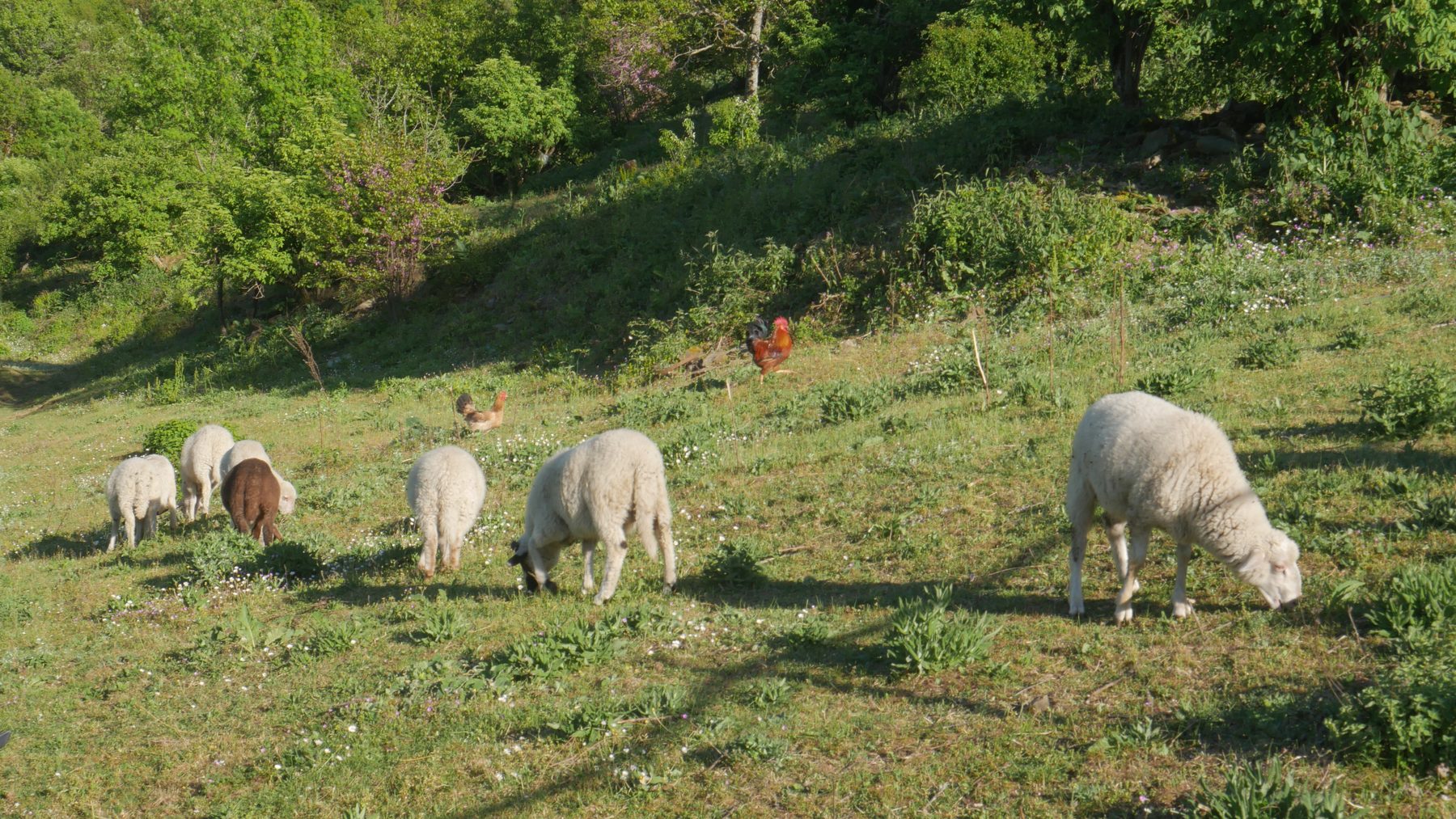 Sheep grazing a hillside pasture