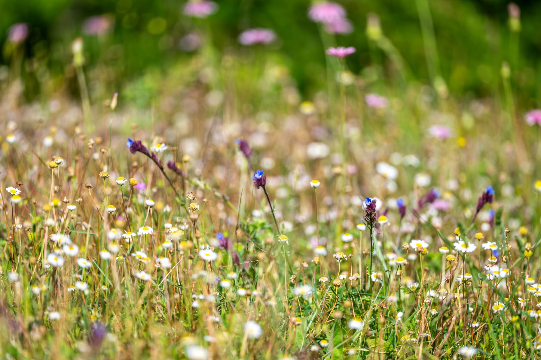 A flower-filled spring meadow