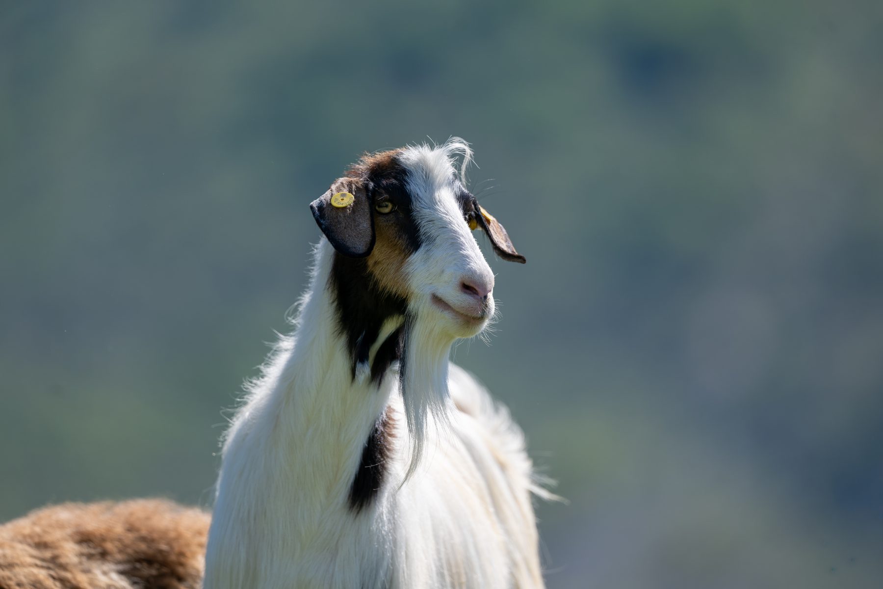 A goat watches from the hillside