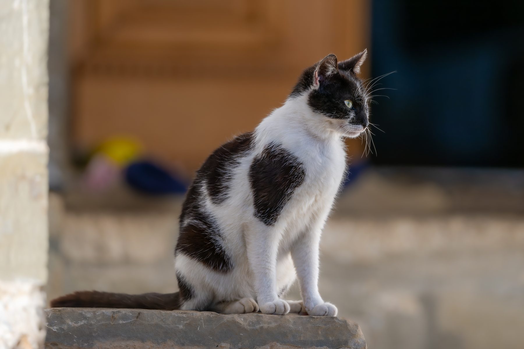 A village cat in the sun