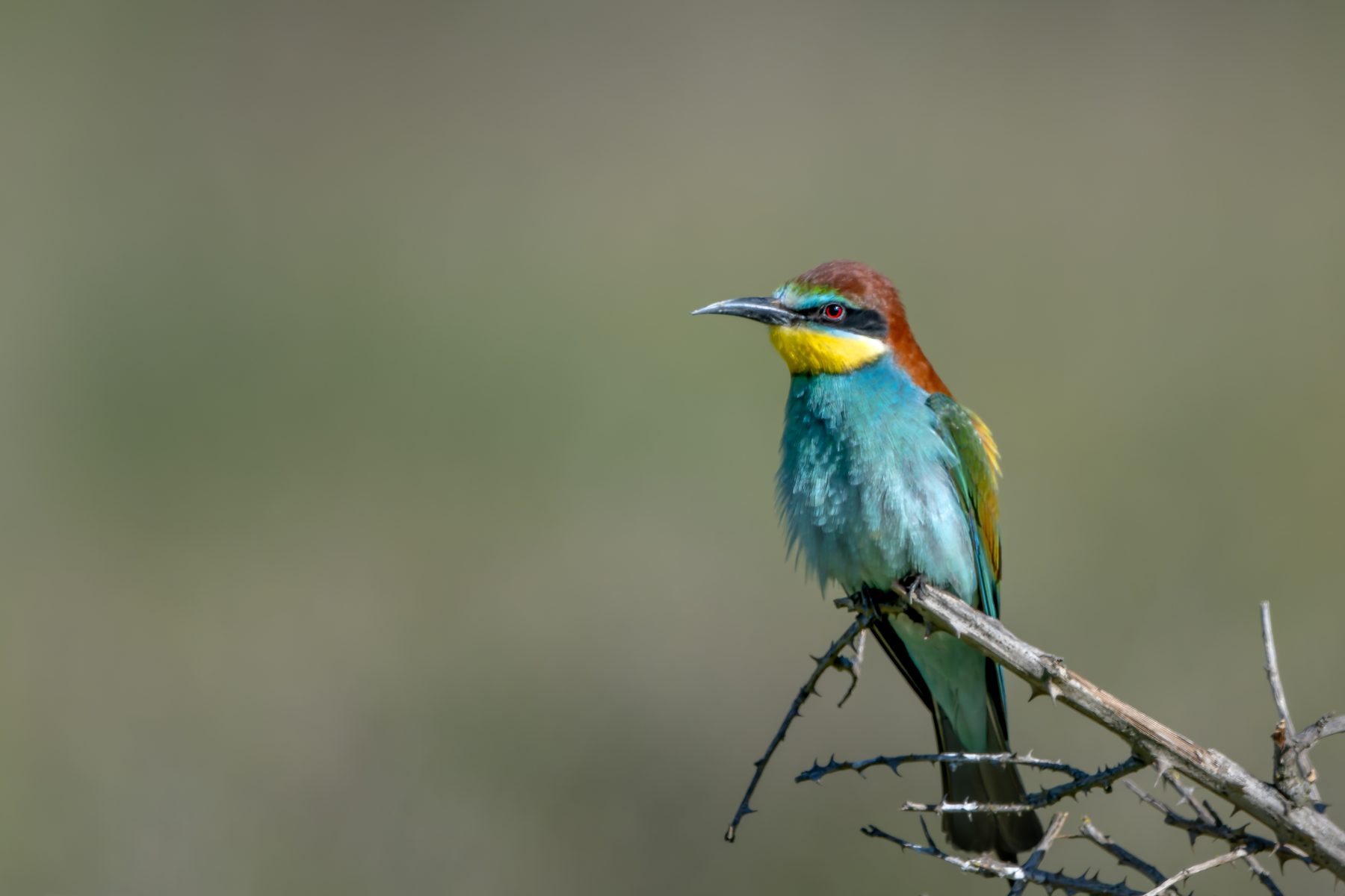 A European bee-eater