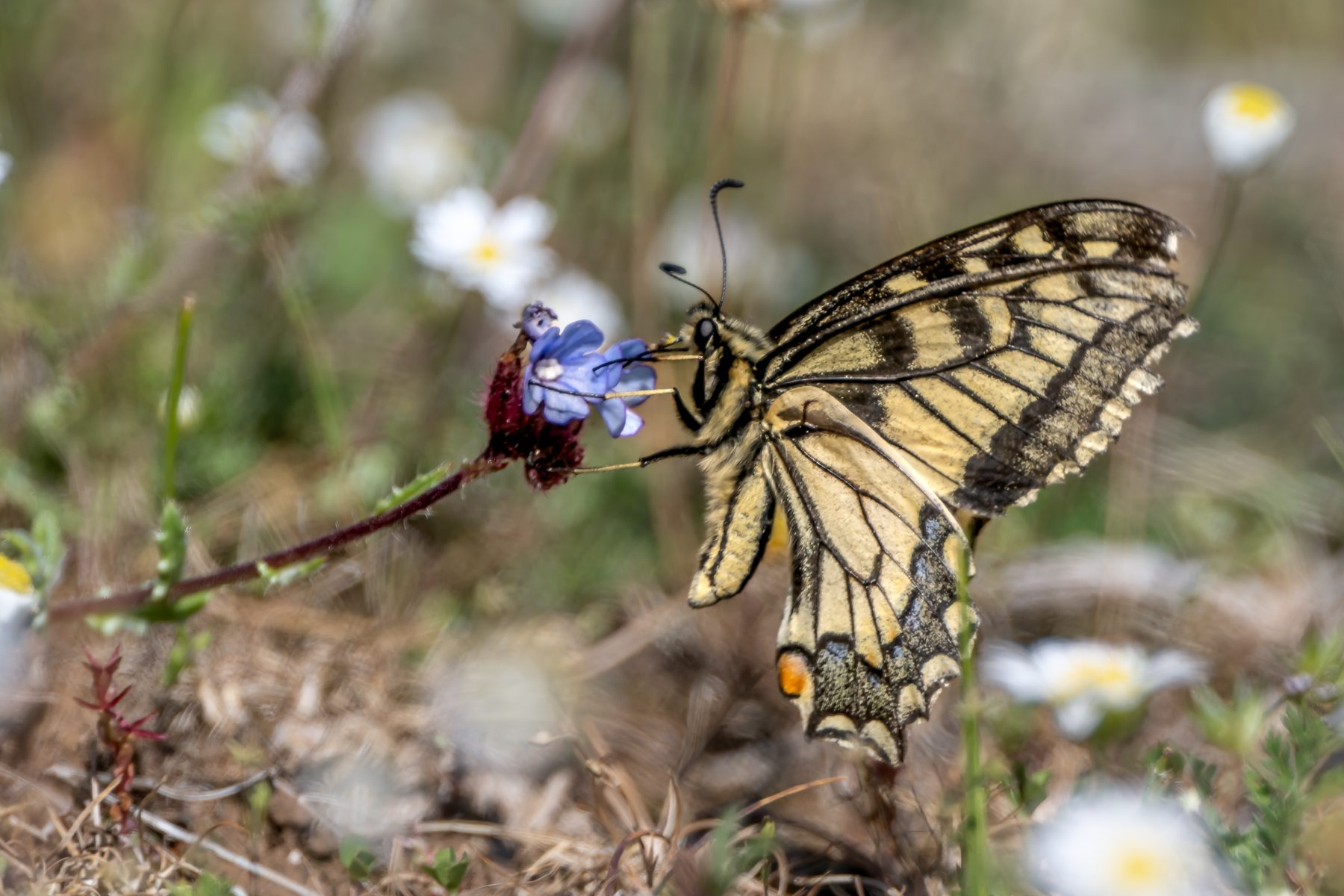 A swallowtail butterfly