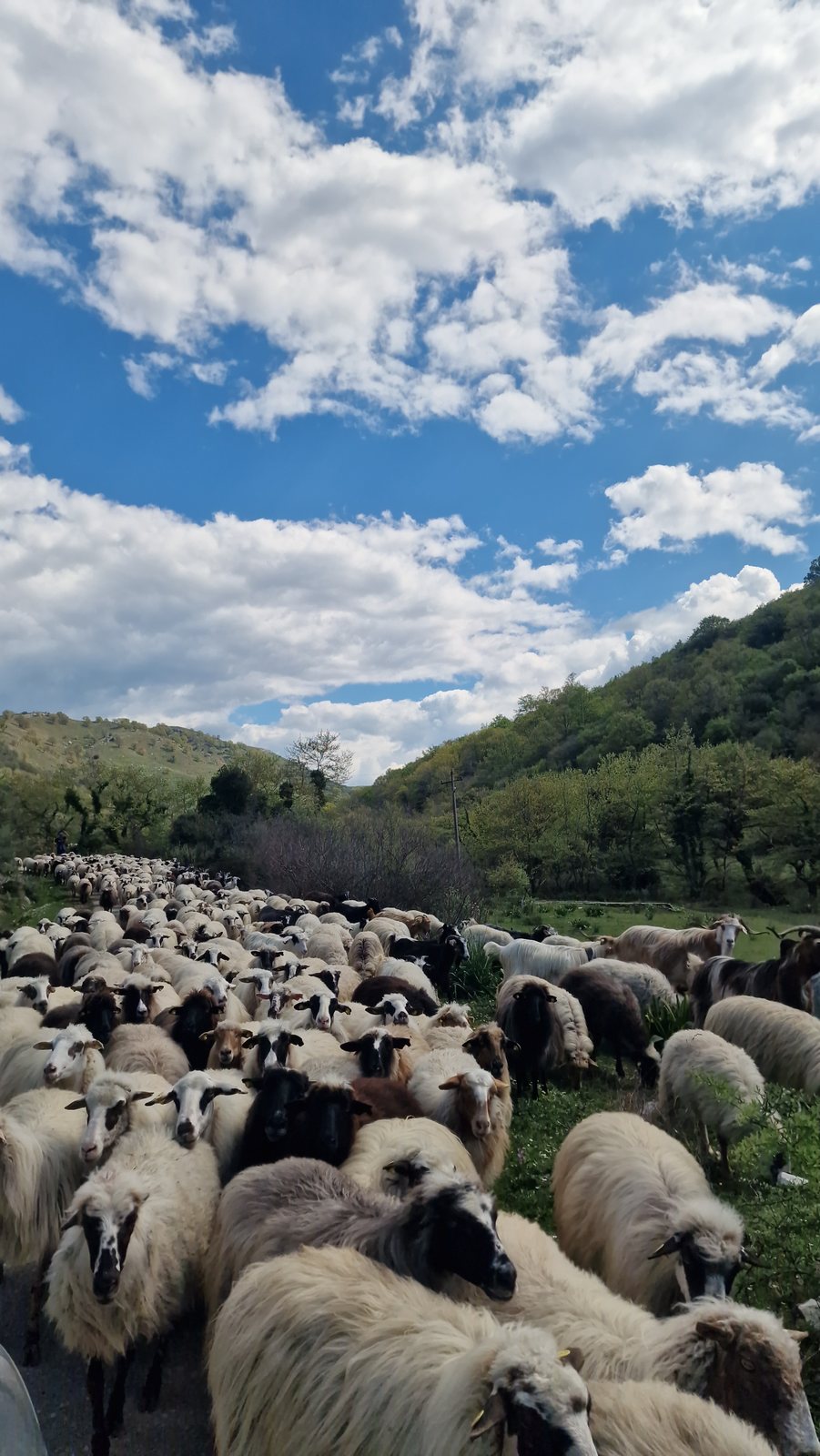 A shepherd's flock filling the trail on the spring transhumance
