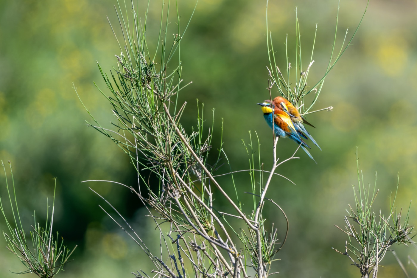 European Bee-eater