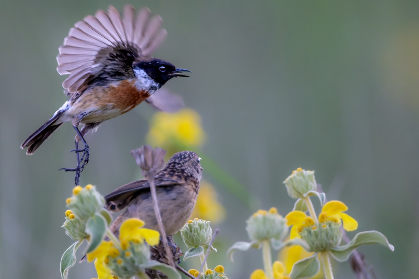 Stonechat